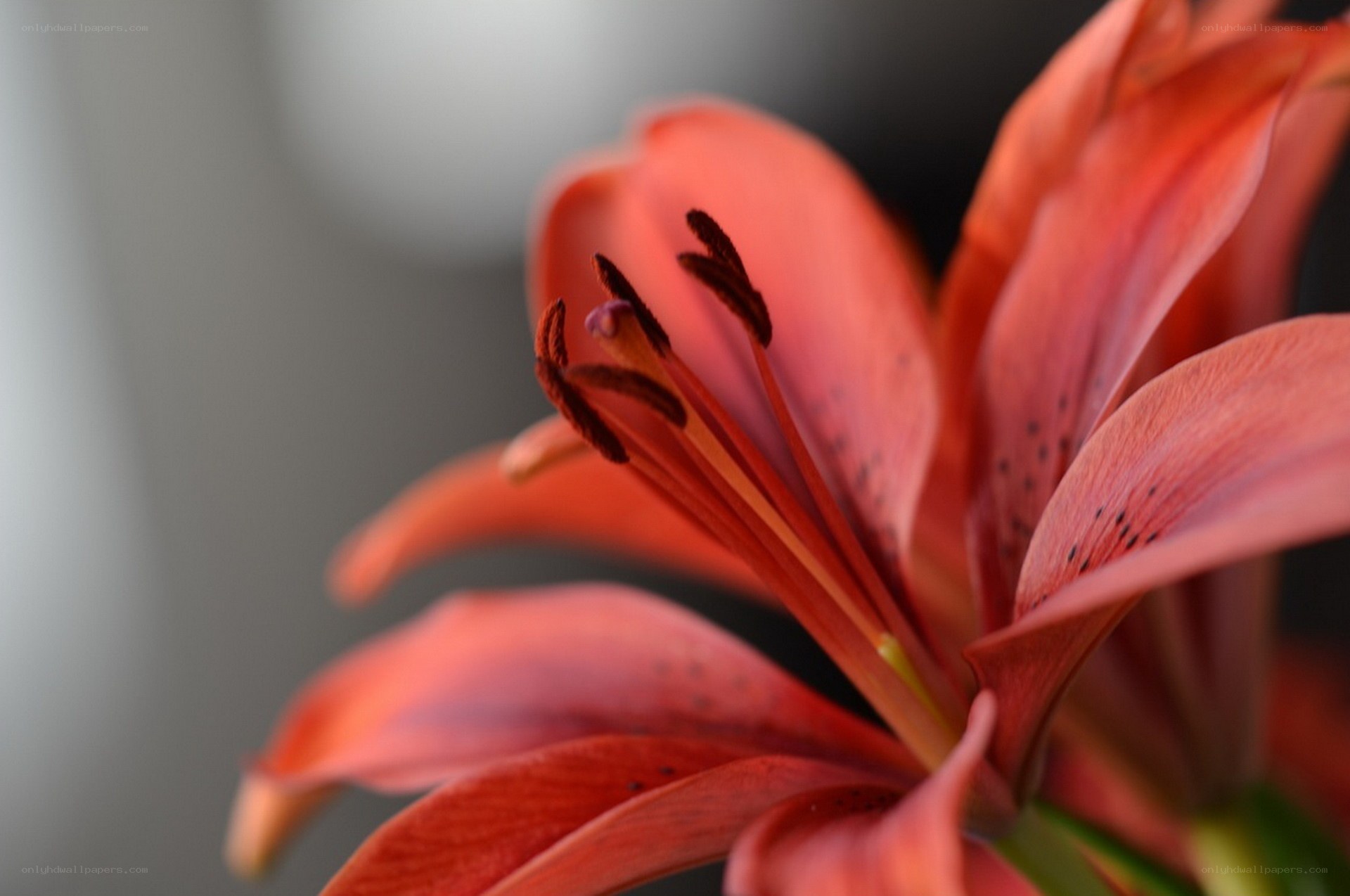 Close-up of a red lily flower