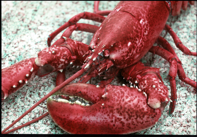 Close-up of a red lobster