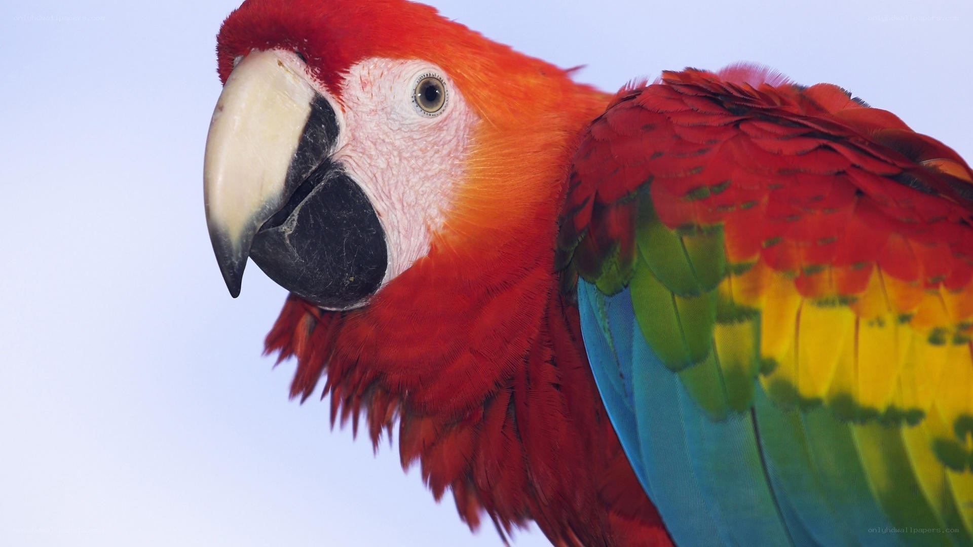 close-up of a red macaw