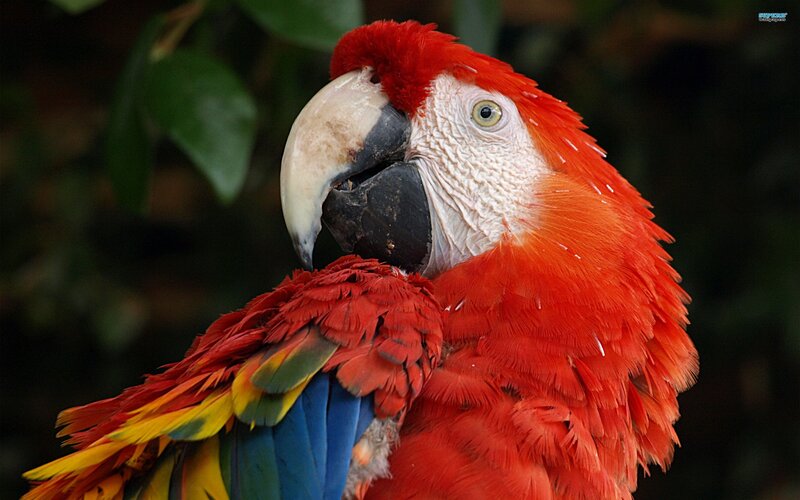 close-up of a red macaw