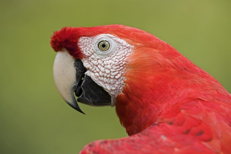 Close-up of a red macaw