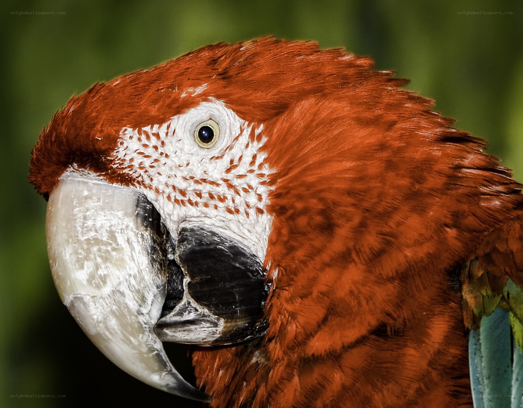 close-up of a red macaw