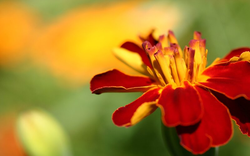 Close-up of a red marigold flower