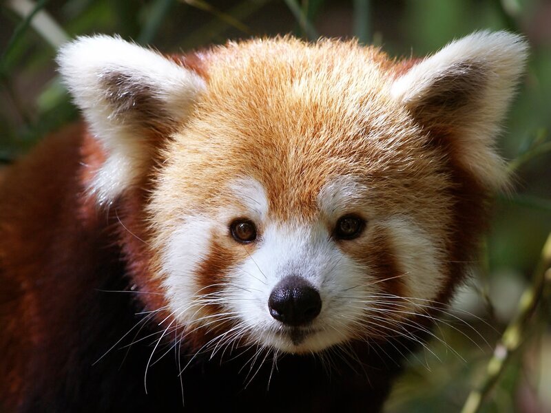 Close-up of a red panda