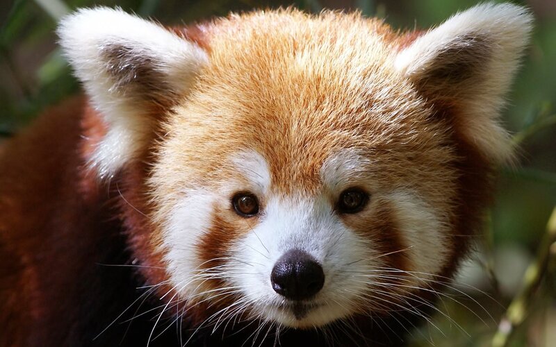 Close-up of a red panda