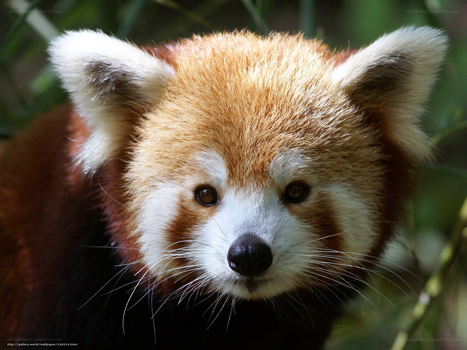 Close-up of a red panda