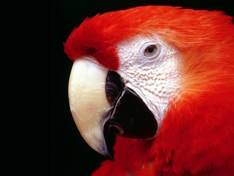 Close-up of a red parrot