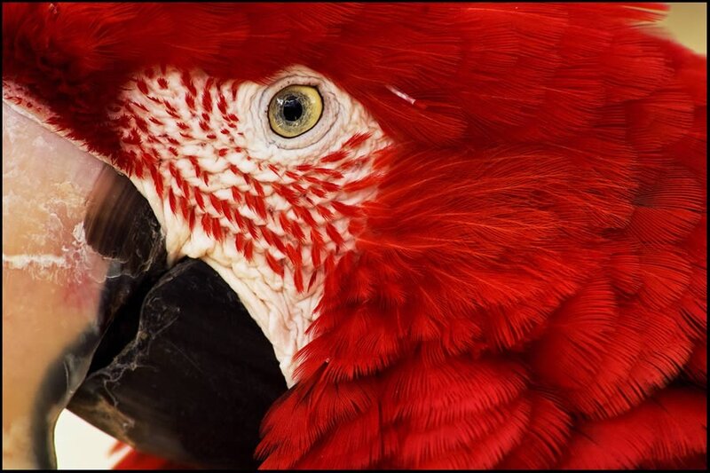 close-up of a red parrot