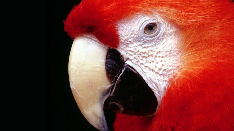 close-up of a red parrot
