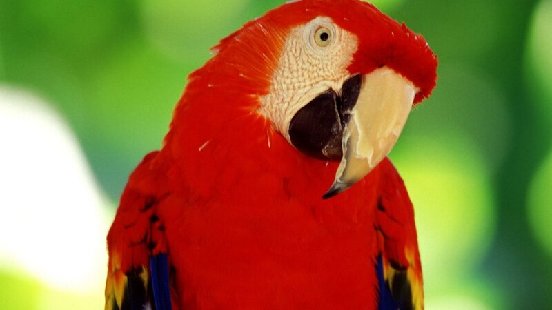 Close-up of a red parrot