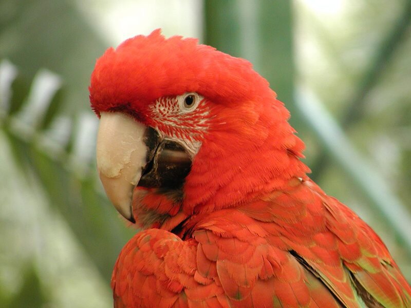 close-up of a red parrot