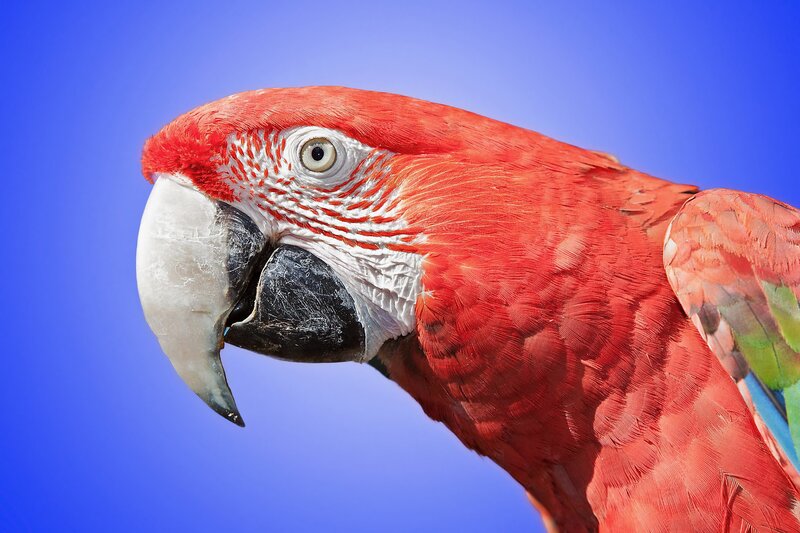 Close-up of a red parrot
