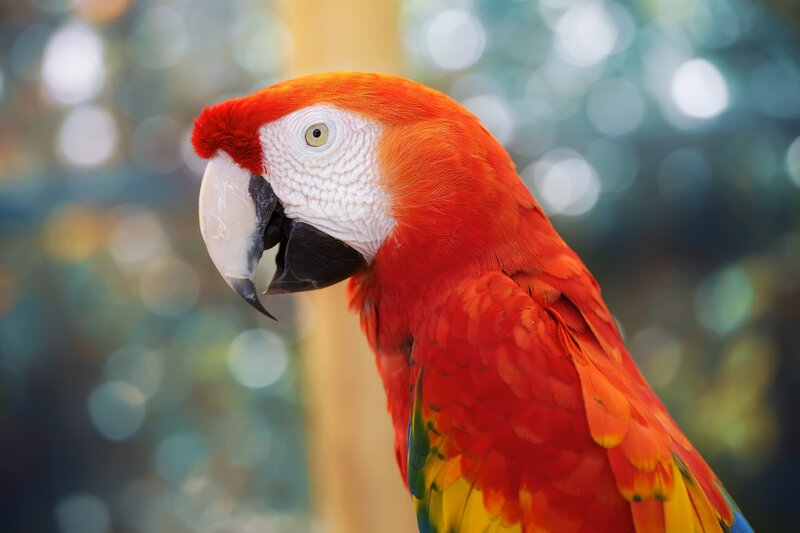Close-up of a red parrot