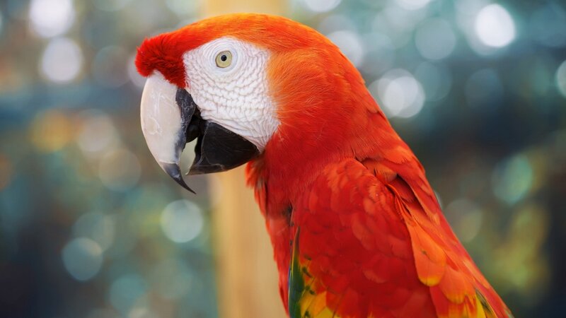 Close-up of a red parrot