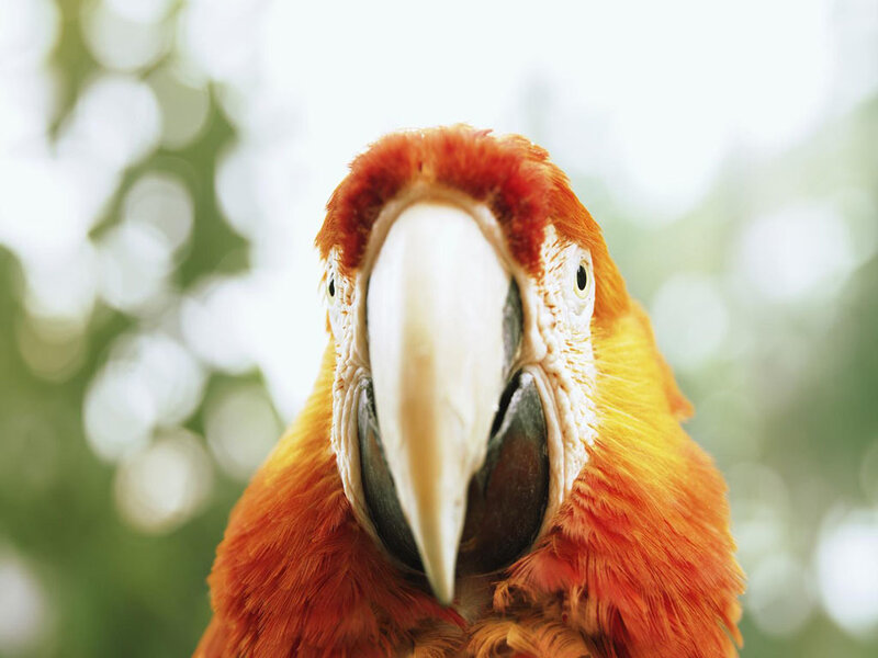 Close-up of a red parrot