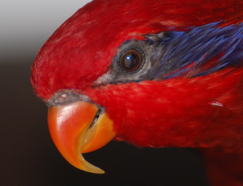 Close-up of a red parrot