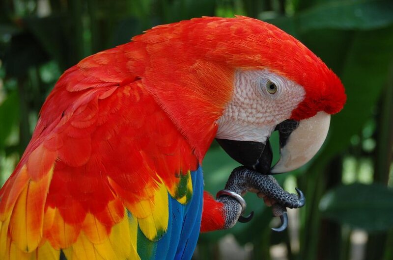 Close-up of a red parrot
