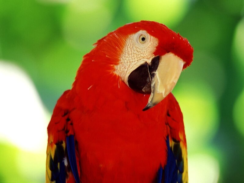 Close-up of a red parrot