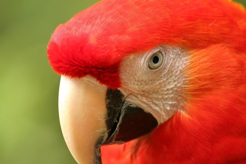 Close-up of a red parrot