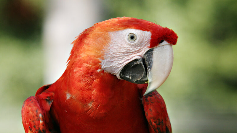 close-up of a red parrot