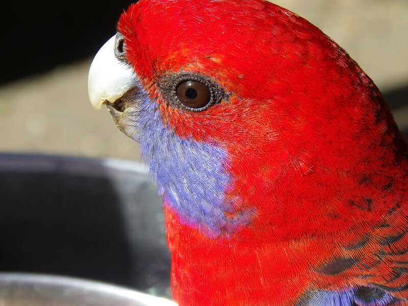 close-up of a red parrot
