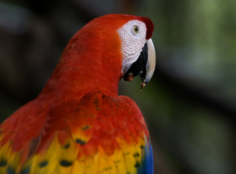 Close-up of a red parrot