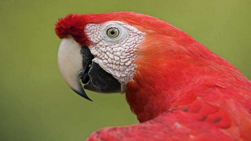 Close-up of a red parrot