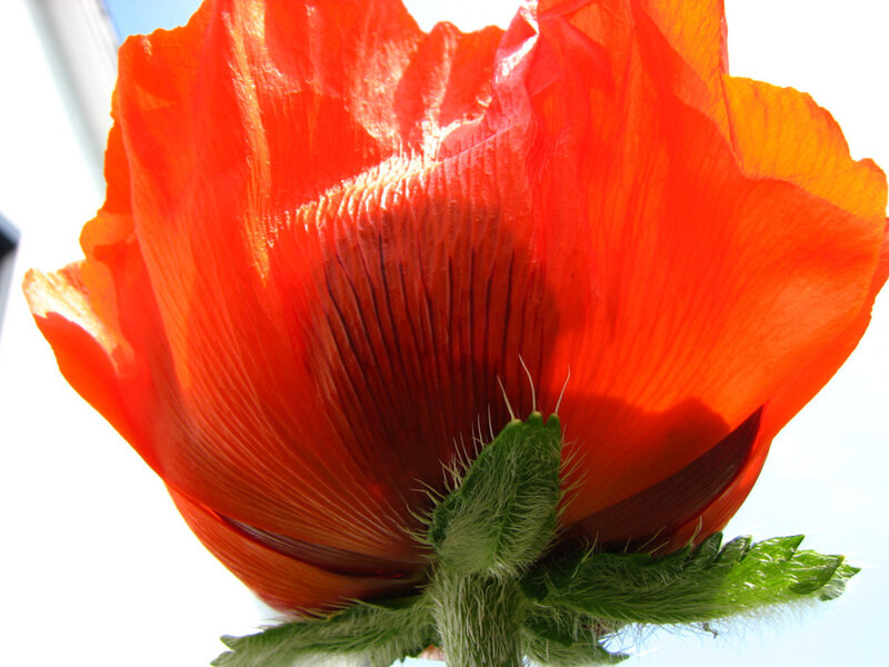Close-up of a red poppy