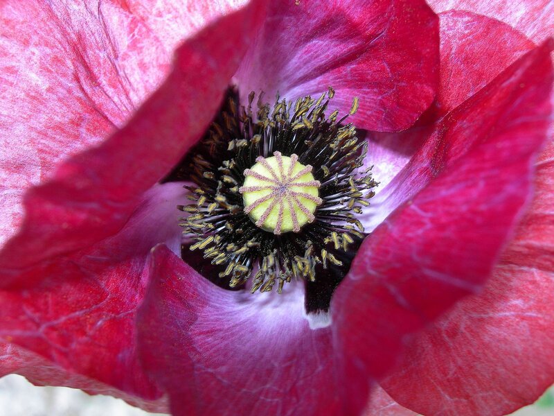 close-up of a red poppy