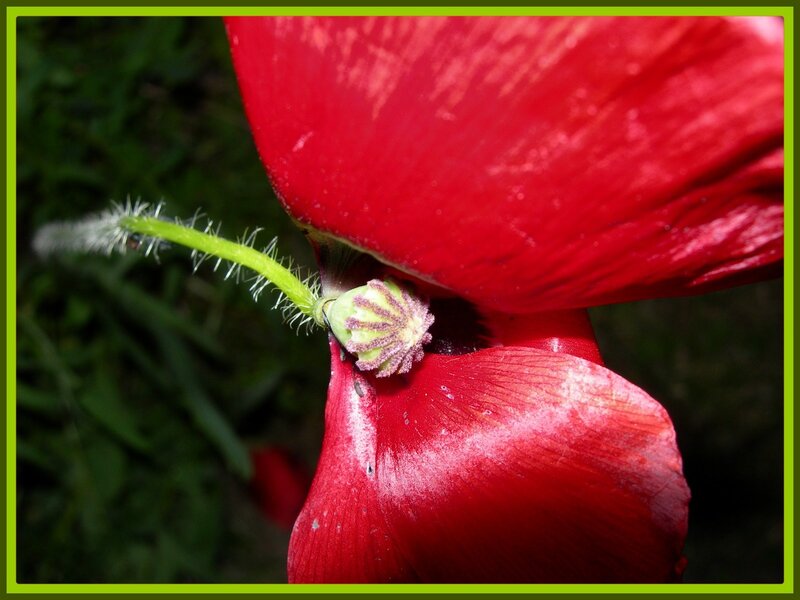 Close-up of a red poppy