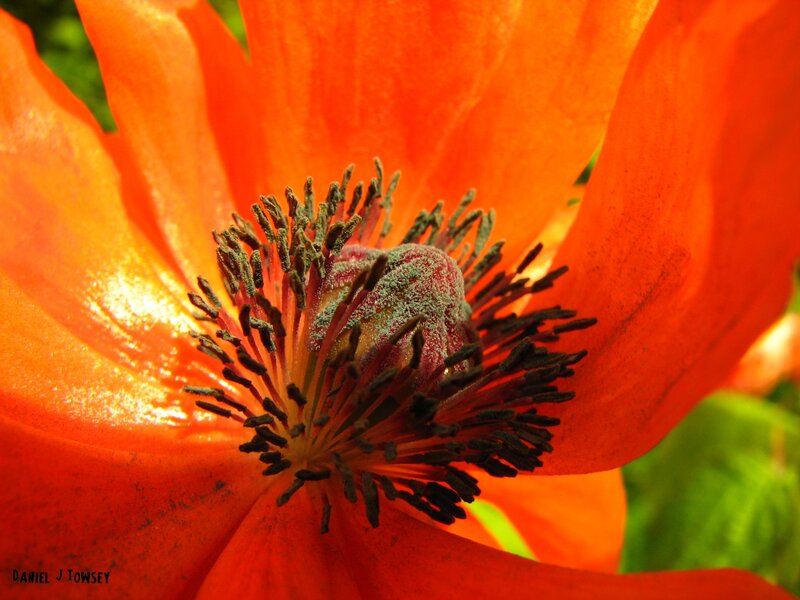 close-up of a red poppy
