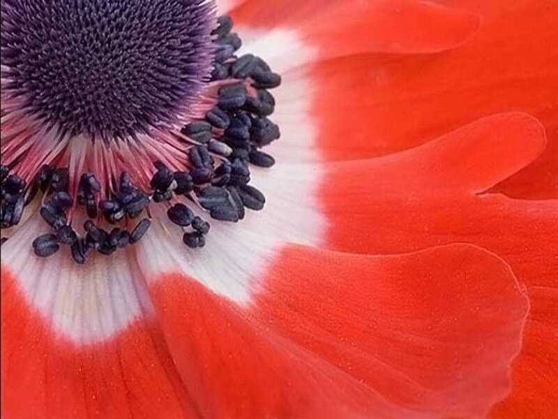 Close-up of a red poppy