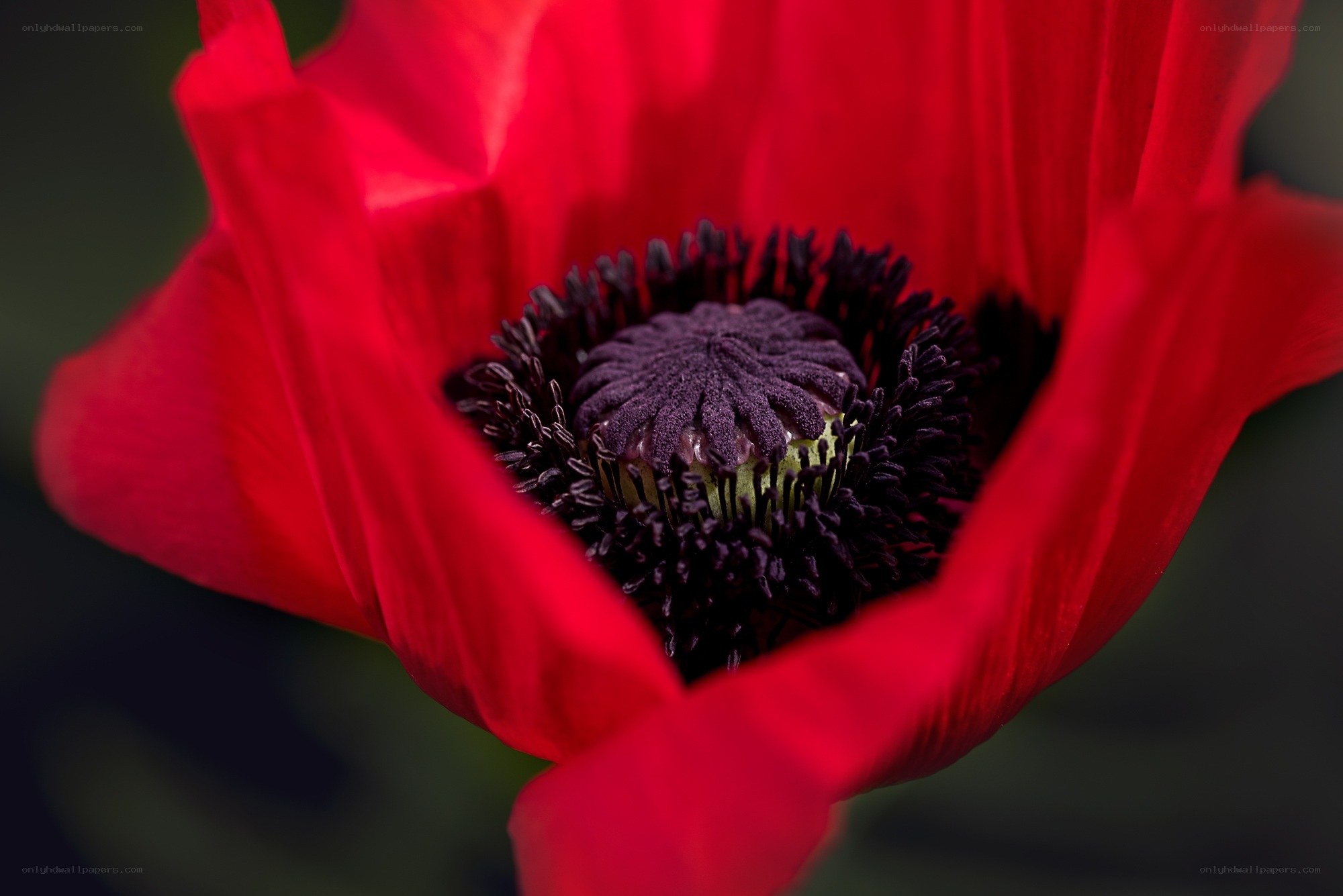 Close-up of a red poppy