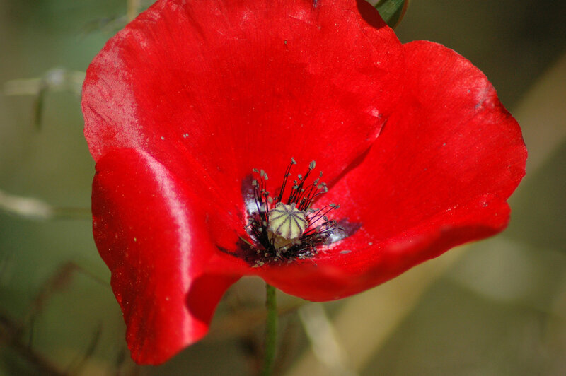 Close-up of a red poppy