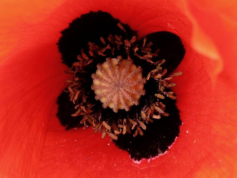 Close-up of a red poppy