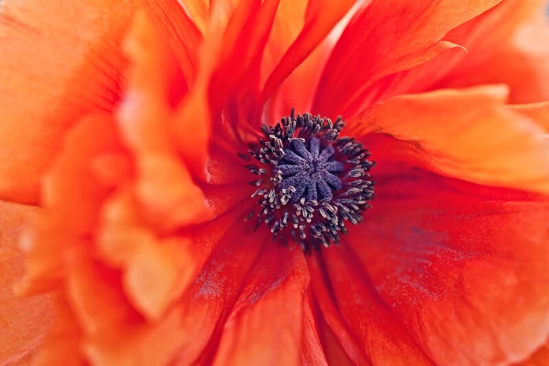 Close-up of a red poppy