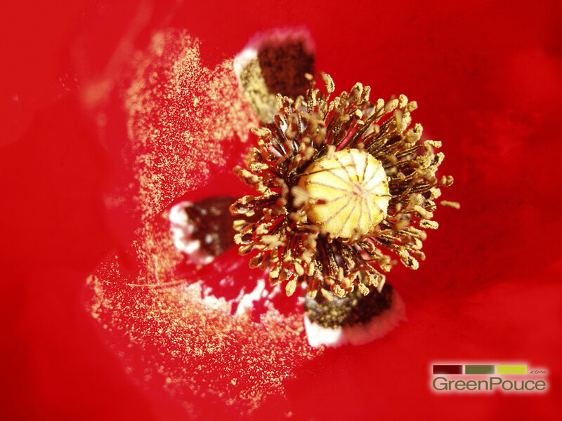 close-up of a red poppy