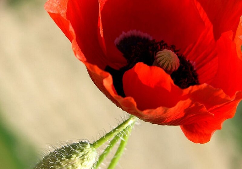 Close-up of a red poppy flower