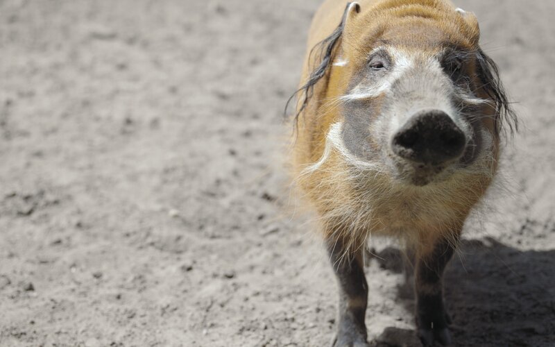close-up of a red river hog