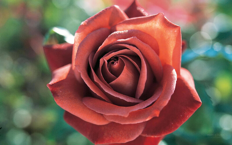 Close-up of a red rose
