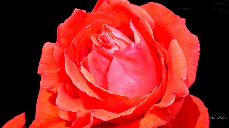 Close-up of a red rose