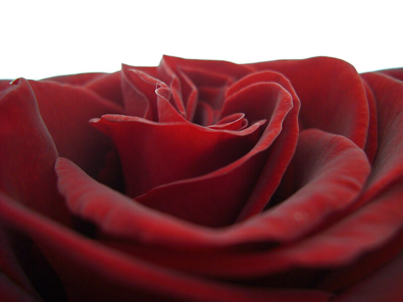 Close-up of a red rose