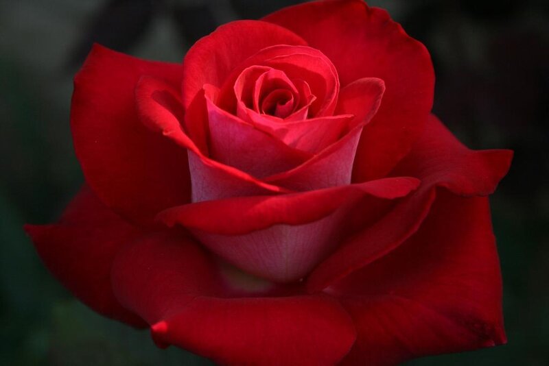 Close-up of a red rose