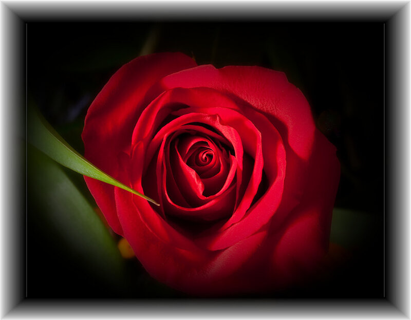 close-up of a red rose