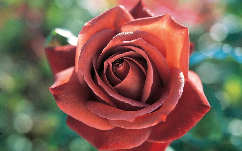 Close-up of a red rose