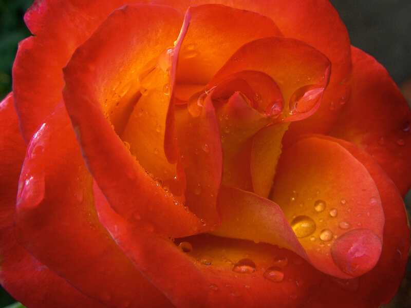 Close-up of a red rose