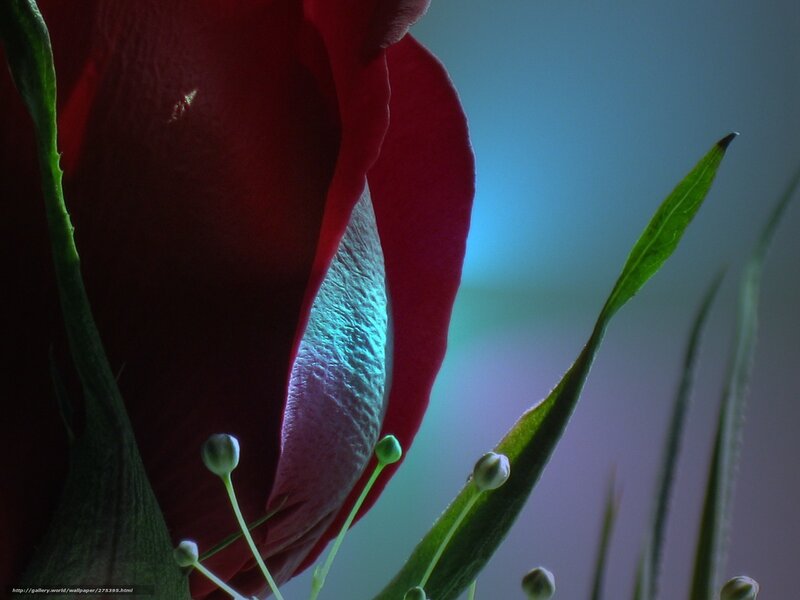 Close-up of a red rose