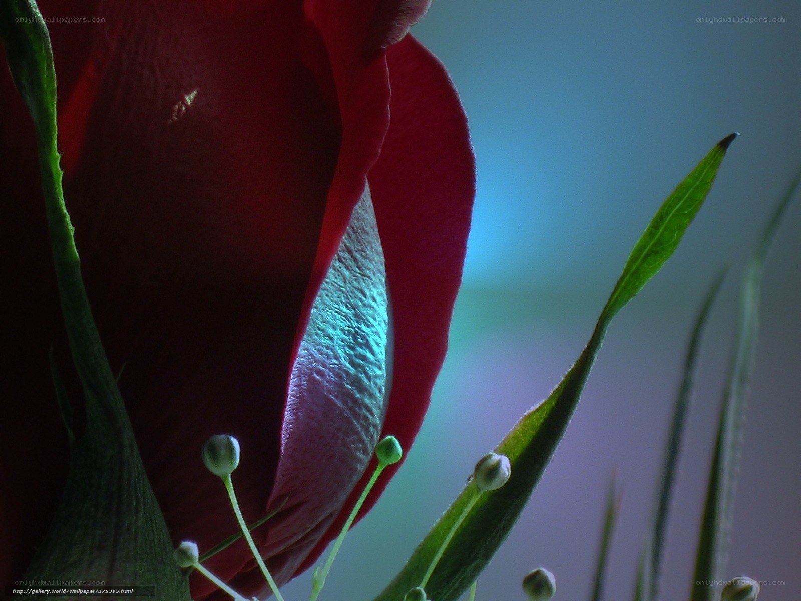 Close-up of a red rose