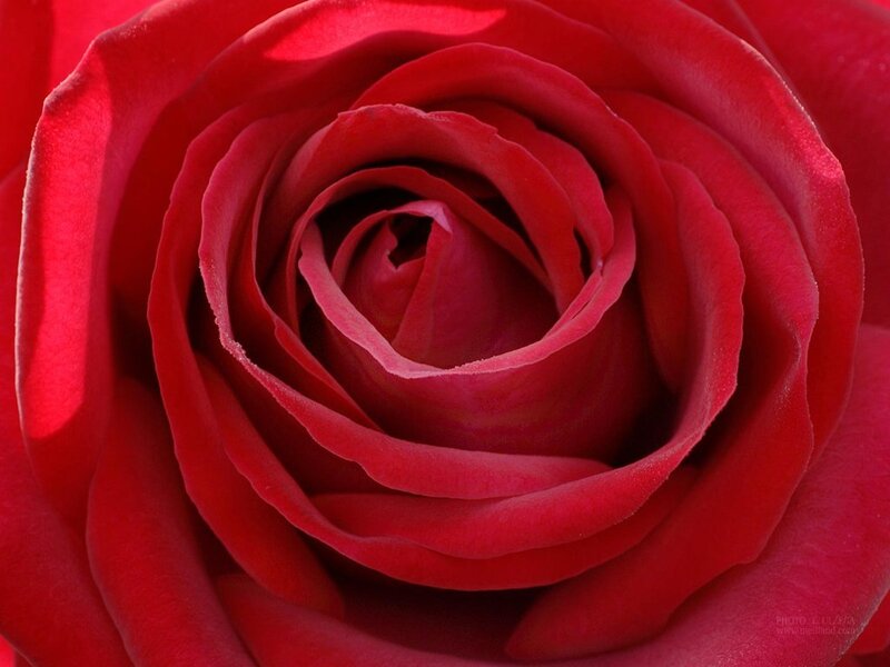 Close-up of a red rose