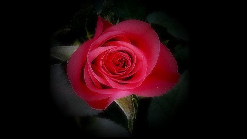 close-up of a red rose